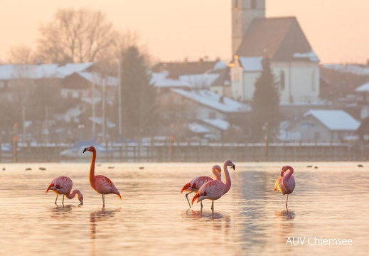 Flamingos