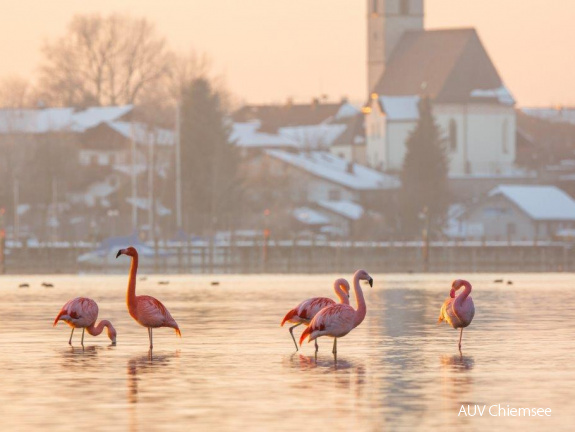 Flamingos