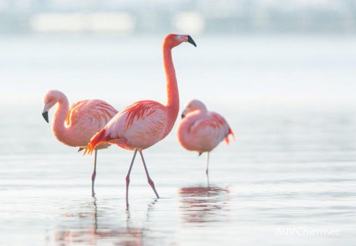 Flamingos