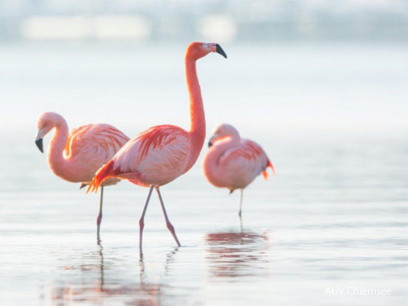 Flamingos