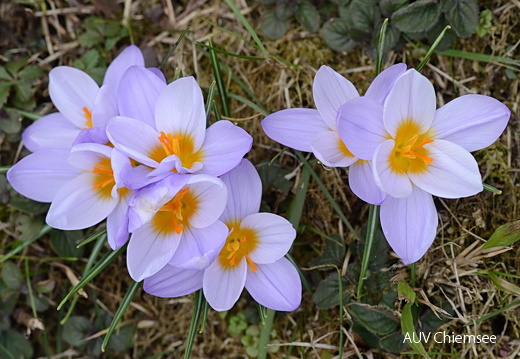 Krokusse