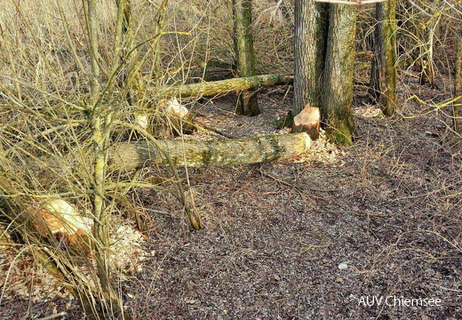 Biberspuren