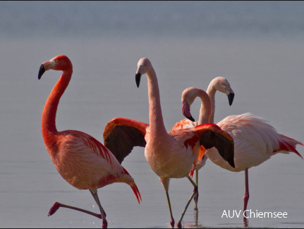 Flamingos  ...