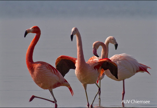 Flamingos  ...