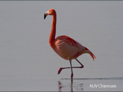 Flamingos