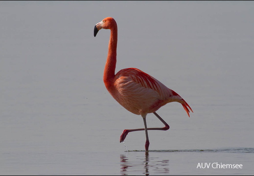 Flamingos