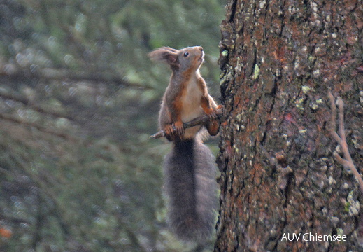 Eichhörnchen