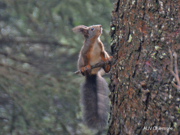 Eichhörnchen