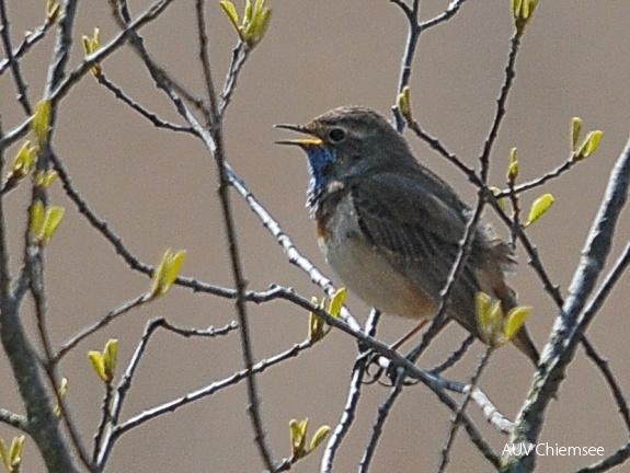 Blaukehlchen