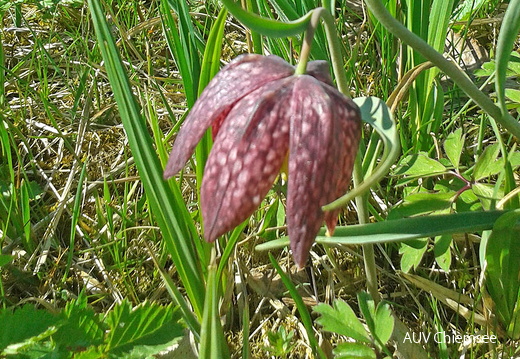 Schachblume  ...
