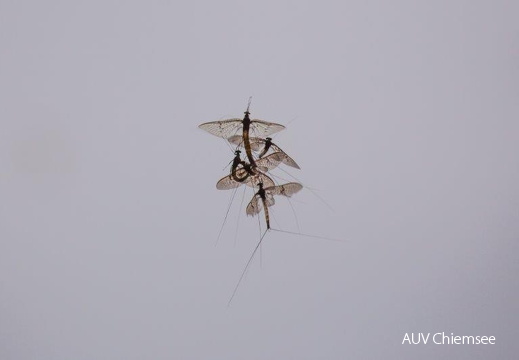 Tanz der Maifliegen