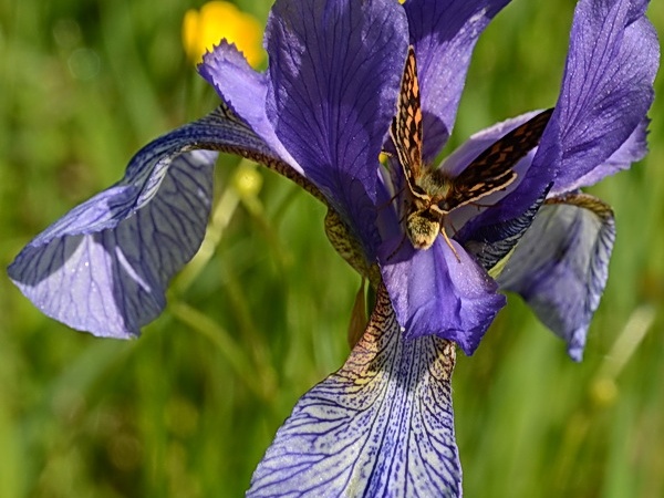 Iris sibirica