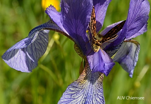 Iris sibirica