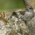 Mönchsgrasmücke - Weibchen