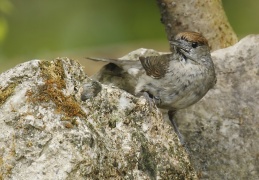 Mönchsgrasmücke - Weibchen