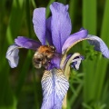 Hummel auf Sibirischer Iris
