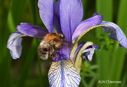 Hummel auf Sibirischer Iris
