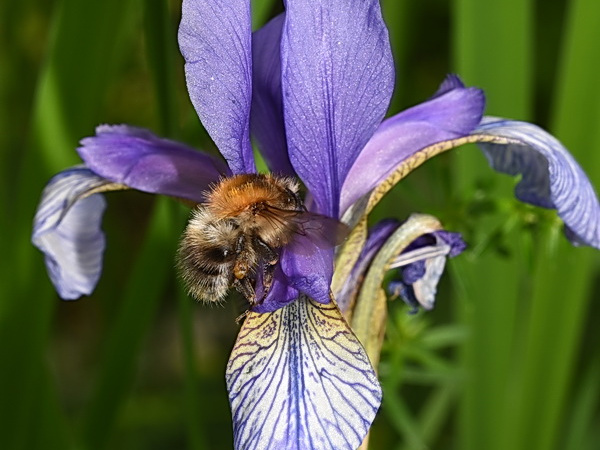 Hummel auf Sibirischer Iris