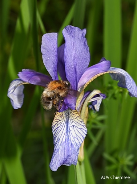 AktNatBeo-150601-jz-Hummel_Sibirische_JZI_0100.jpg