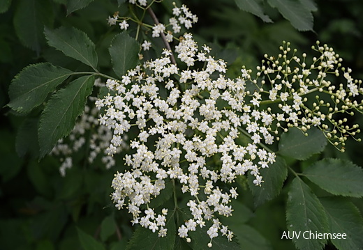 Hollerblüten