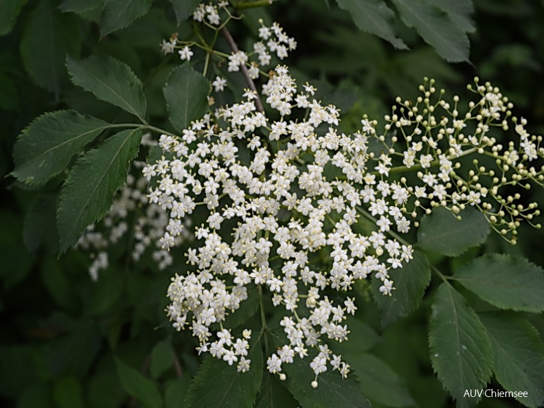 <br />
<a href="http://www.chiemseeagenda.de/thema/72/artikel/fotospaziergang-in-der-kendlmuehlfilzn
" target="_blank"><u>mit einem <i><b>Mausklick!</b> zur</i> <br />
<font color="#3eaf3e" size="+1">Fotogeschichte</font></u><br /></a>
<br />Kendlmühlfilzn / 1. Juni 2015<br />
Foto: Johann Zimmermann AktNatBeo-150601-jz-Hollerblueten_JZI_0097.jpg