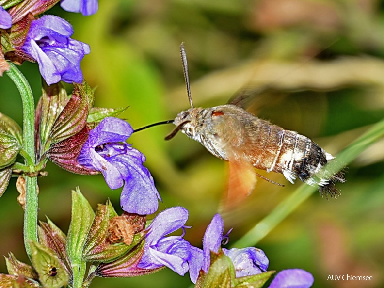 Taubenschwänzchen