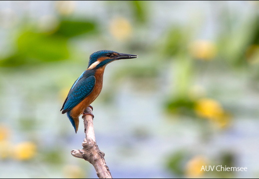 Eisvogel  ...