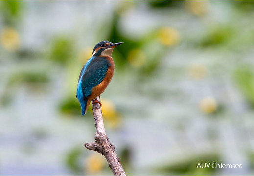 Eisvogel
