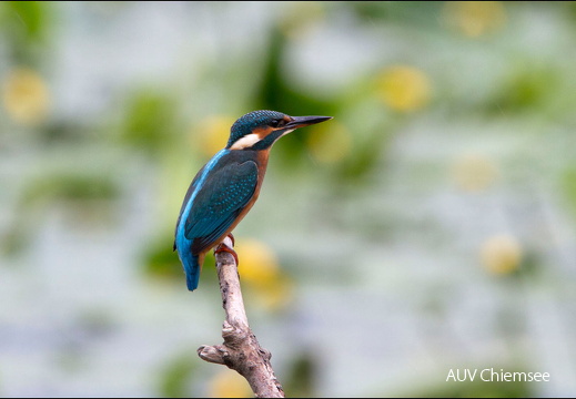 Eisvogel