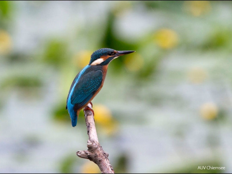 Eisvogel