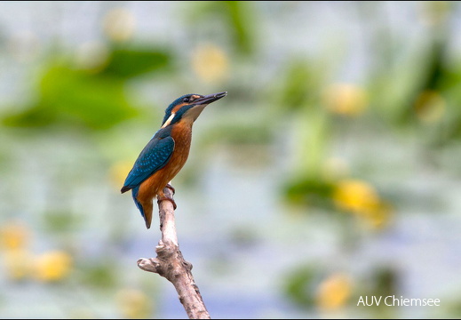 Eisvogel