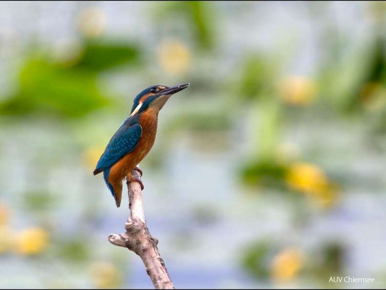 Eisvogel