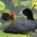 Blässhuhn - Familie