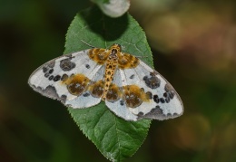 Ulmen-Harlekin-Spanner