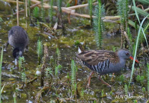 Wasserralle - Jungvogel