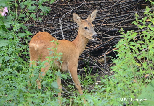 August 2015