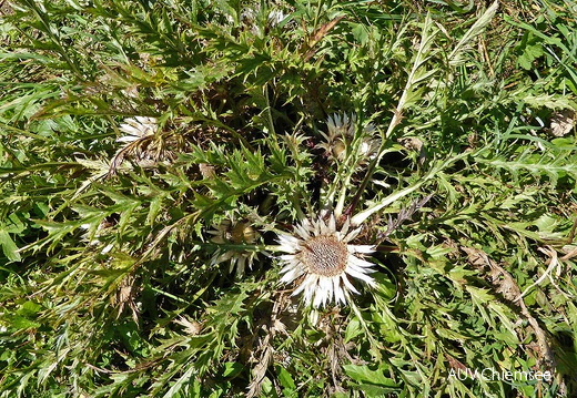 Silberdistel