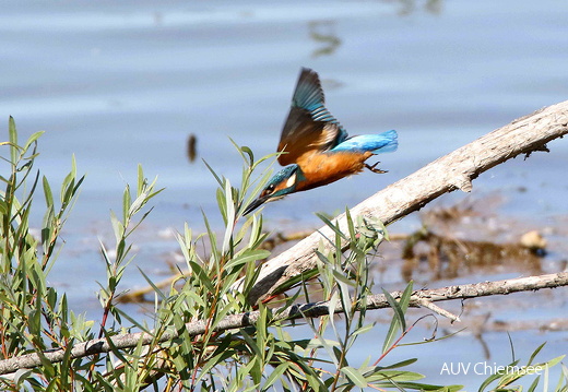 Eisvogel  ...
