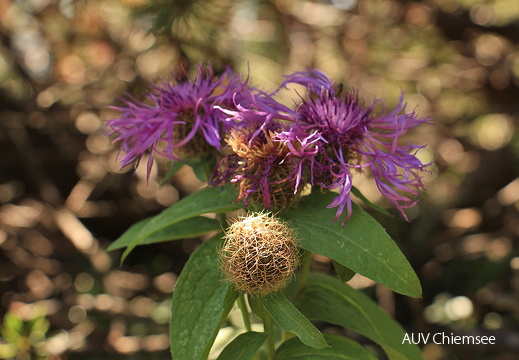 Perücken Flockenblume