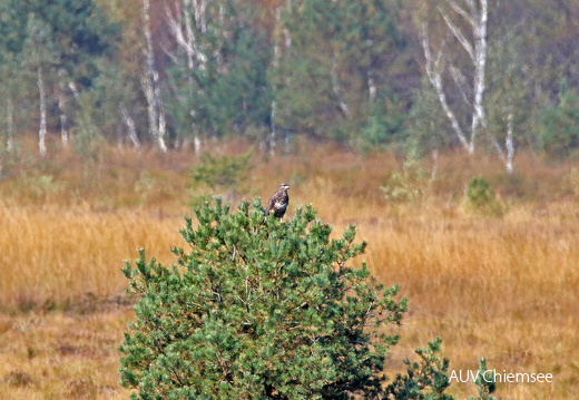 Mäusebussard