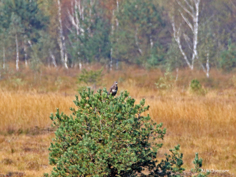 Mäusebussard