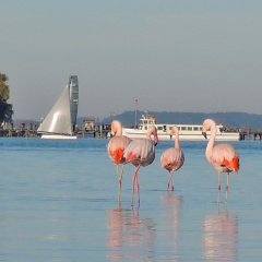 Flamingos  ...