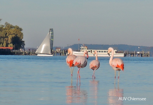 Flamingos  ...