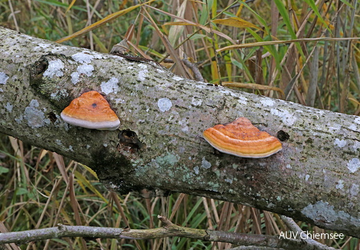 Birkenporling