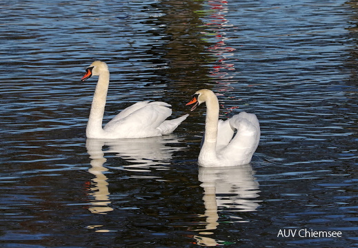 Hoeckerschwan