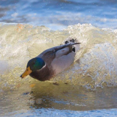 Stockenten beim Wellenreiten