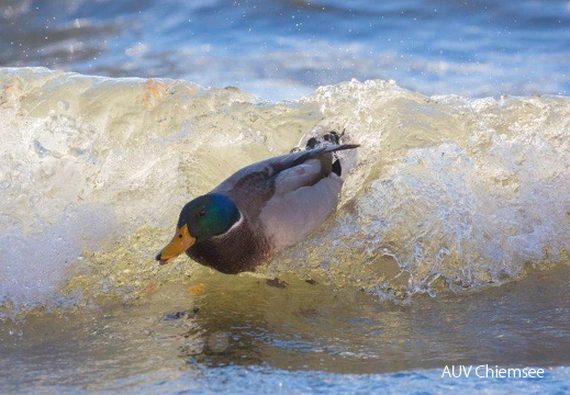 Stockenten beim Wellenreiten