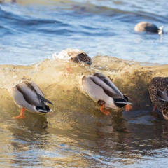 Stockenten beim Wellenreiten