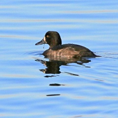 Entenhybrid Bergente x Reiherente