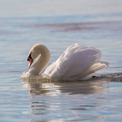 Höckerschwan